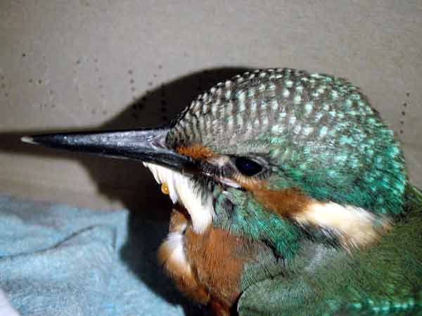 Pflegling Eisvogel in Auffangstation Langstadt