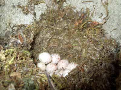 Meisengelege unausgebr�tet. D. Diehl