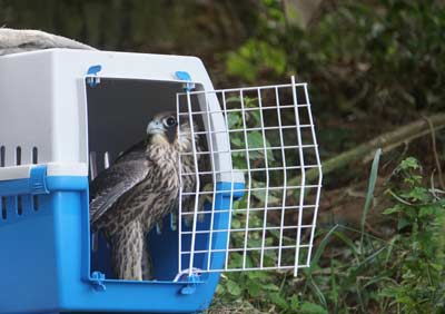Wanderfalke n Transportbox. D. Diehl
