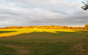 Abendsonne am Wingertsberg (Klppinger)