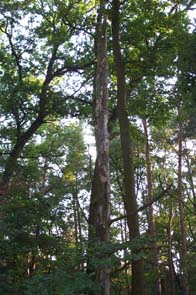 Dürrbaum im Laubmischwald