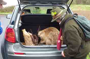 Biber-Präparat im Auto..