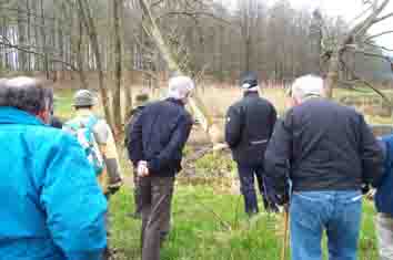 Bei vom Biber gefällten Bäumen.