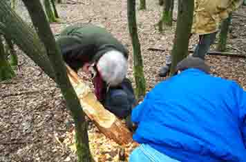 Demonstration der Baumfällung des Bibers