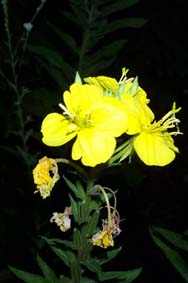 Nachtkerze in der Nacht