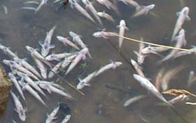 Tote Fische (vor allem Bachschmerlen)