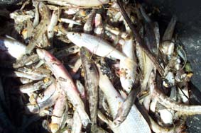 Ein halber 10-l Eiimer toter Kleinfische.