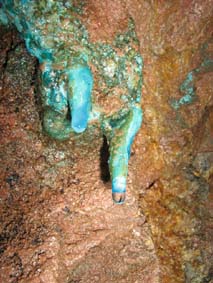 Tote Fische (vor allem Bachschmerlen)