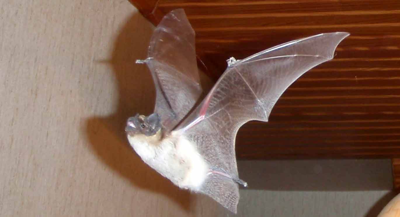 Fliegende Zweifarbfledermaus in Raum