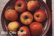 herrliche Äpfel vom Hochstamm