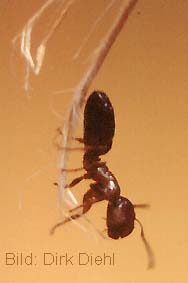 Camponotus truncatus - Stöpselkopf-Ameise