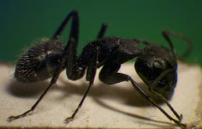 Camponotus vagus - Haarige Holzameise
