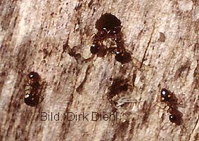 Dolichoderus quadripunctatus - Vierpunkt-Ameise